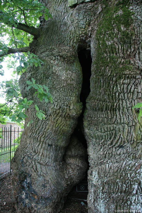 Liernu's Big oak-tree EGHEZEE picture 