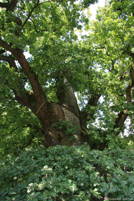 Liernu's Big oak-tree EGHEZEE picture 