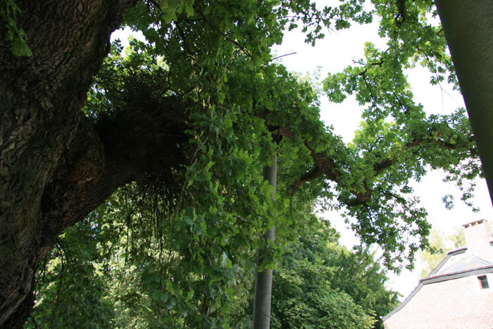 Liernu's Big oak-tree EGHEZEE picture 