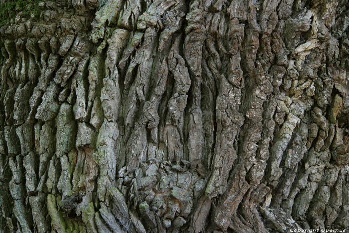 Liernu's Big oak-tree EGHEZEE / BELGIUM 