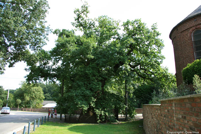 Liernu's Big oak-tree EGHEZEE / BELGIUM 