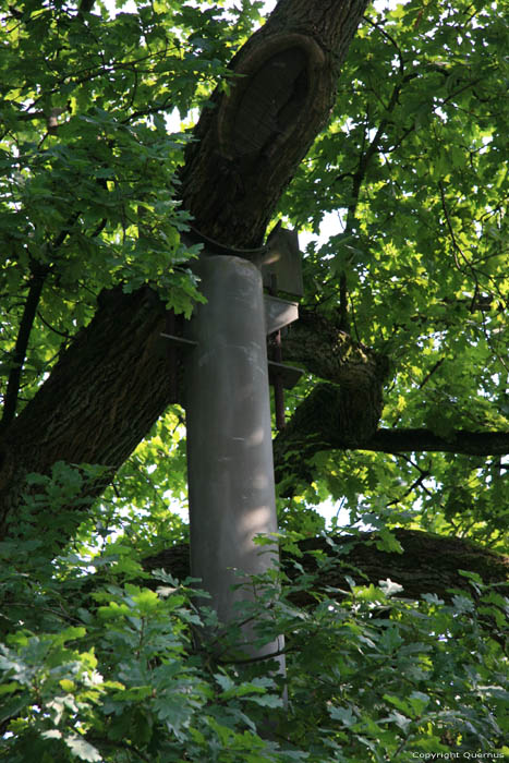 Liernu's Big oak-tree EGHEZEE picture 