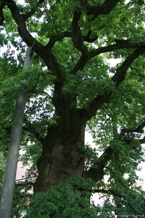 Liernu's Big oak-tree EGHEZEE picture 