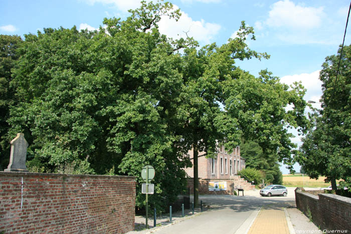 Liernu's Big oak-tree EGHEZEE / BELGIUM 