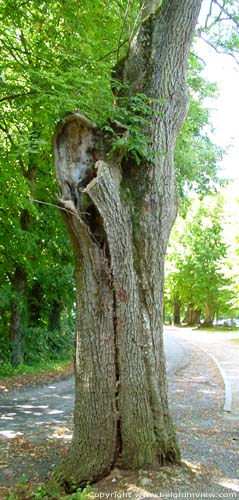 Tree close to Our Ladies' chapel in Lorette ROCHEFORT / BELGIUM 