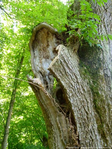 Tree close to Our Ladies' chapel in Lorette ROCHEFORT / BELGIUM 