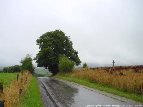 Limetree of the Chapel ROCHEFORT / BELGIUM 