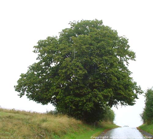 Limetree of the Chapel ROCHEFORT / BELGIUM 