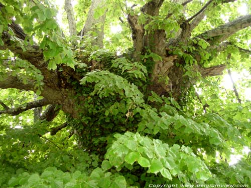 Limetree of the Chapel ROCHEFORT picture 