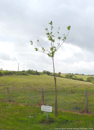 Saint-Martin (in Hour) HOUR in HOUYET / BELGIUM Tree planted for the yougth
