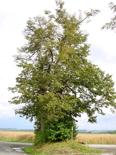 Linde van Ronvaux CINEY / BELGI 