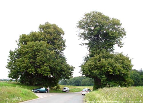 Two lime trees VERLAINE / BELGIUM 