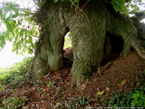 Two lime trees VERLAINE / BELGIUM 