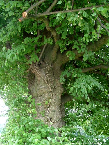 Two lime trees VERLAINE / BELGIUM 