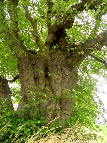 Lime Tree of the Motte (in Bodegne) VERLAINE / BELGIUM 