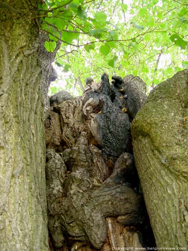 Lime Tree of the Motte (in Bodegne) VERLAINE / BELGIUM 