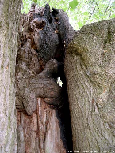 Lime Tree of the Motte (in Bodegne) VERLAINE picture 