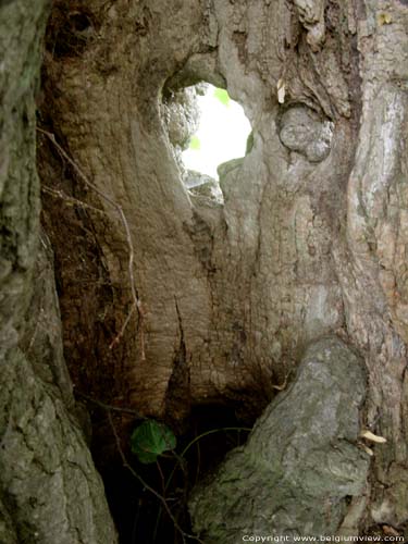 Lime Tree of the Motte (in Bodegne) VERLAINE / BELGIUM 