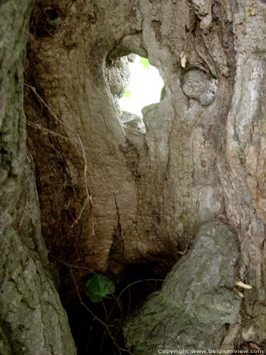 Lime Tree of the Motte (in Bodegne) VERLAINE picture 