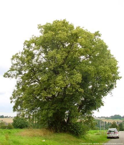 Lime Tree of the Motte (in Bodegne) VERLAINE / BELGIUM 