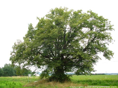 Lime Tree of the Motte (in Bodegne) VERLAINE / BELGIUM 