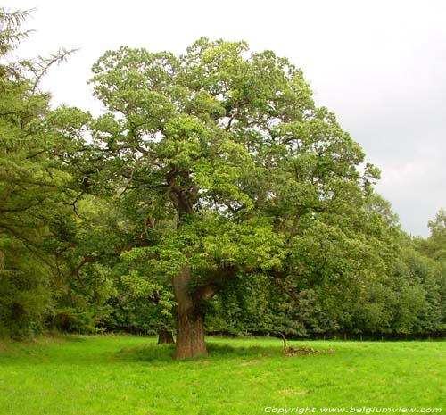 Chesnut trees AMAY picture