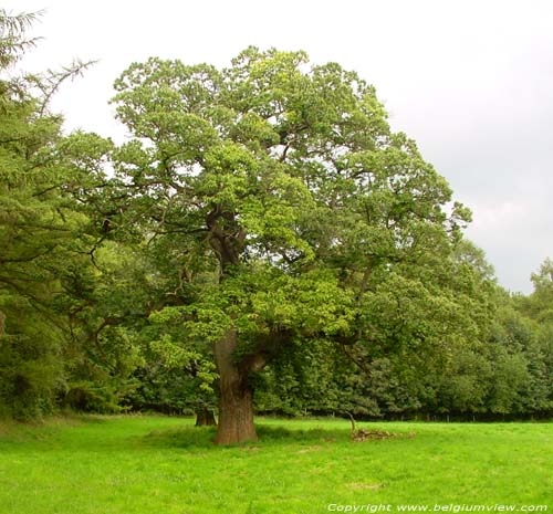 Chesnut trees AMAY / BELGIUM 