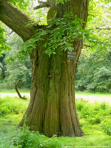 Chesnut trees AMAY / BELGIUM 