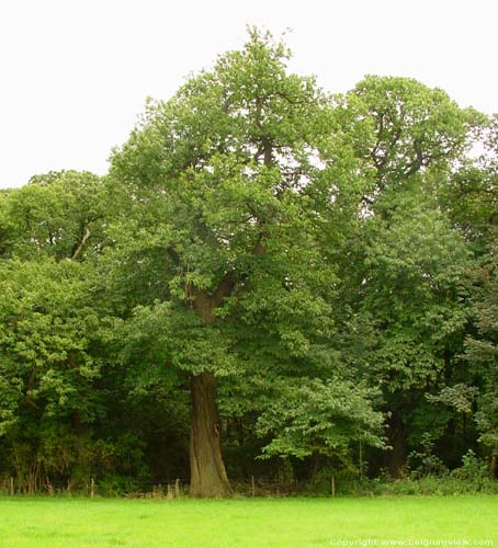 Chesnut trees AMAY / BELGIUM 