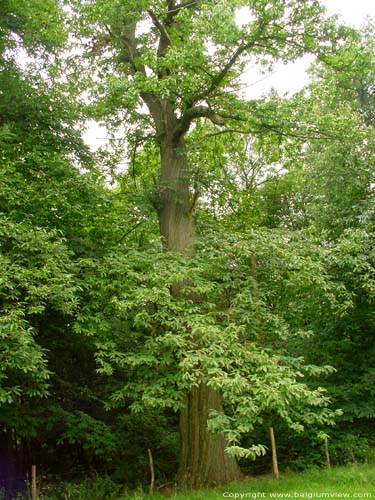 Chesnut trees AMAY / BELGIUM 