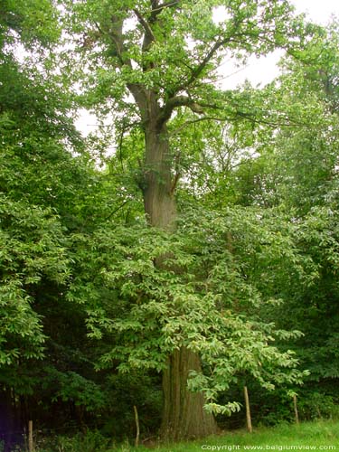 Marroniers AMAY / BELGIQUE 