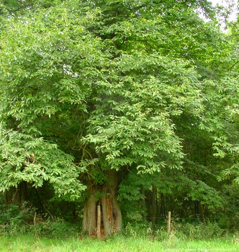 Chesnut trees AMAY / BELGIUM 