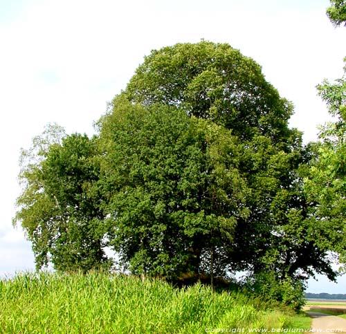 Roman Tumulus TINLOT / BELGIUM 