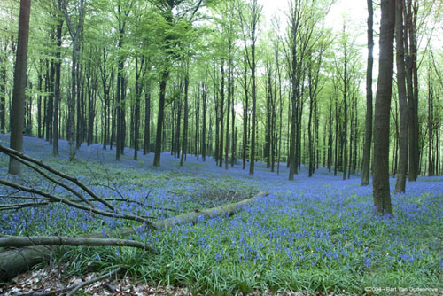 Brakel Forest BRAKEL / BELGIUM 