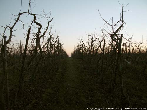 Zonsondergang Romeinse Kassei BORGLOON / BELGI 