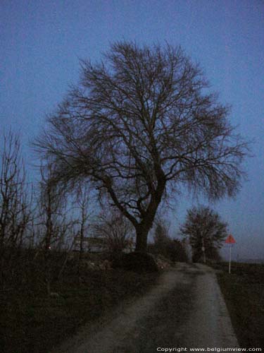 Arbre de Tjenne BORGLOON / LOOZ photo