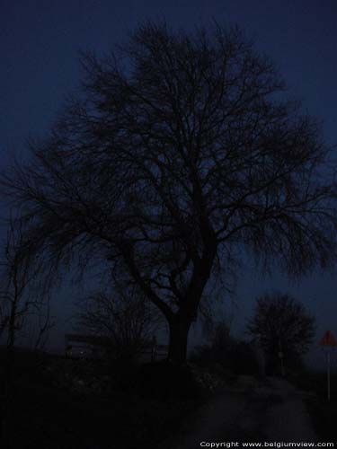 Tjenneboom BORGLOON / BELGI Nachtelijke foto (ik hoopte om de hier verbrande heks Tjenne te ontmoeten...)