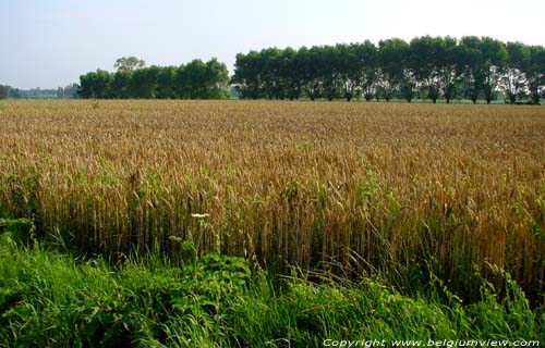 Landscape with Corn (in Kanegem) TIELT / BELGIUM 