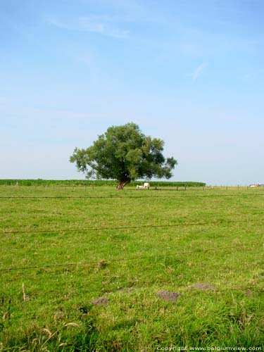 Landscape with tree (in Kanegem) TIELT / BELGIUM 