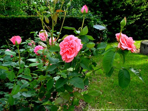 Kanegem Pink roos TIELT foto 