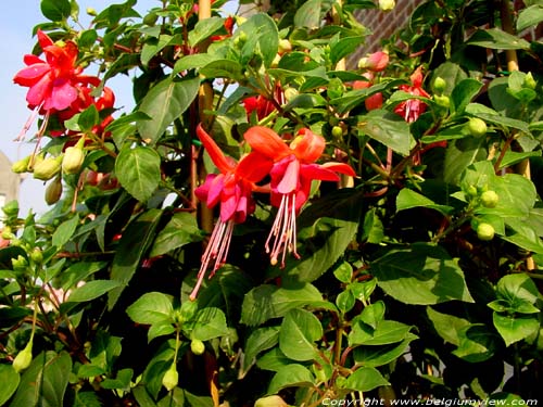 Fuchsia Caninga (in Kanegem) TIELT / BELGIUM 