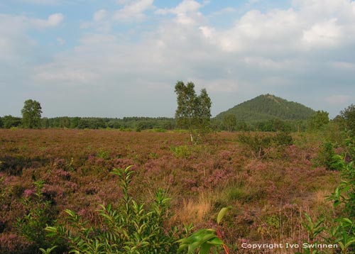 Heide met Mijnterril Waterschei GENK / BELGI 