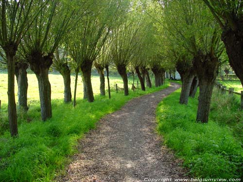 Line with Willows (te Oostkerke) DAMME / BELGIUM 