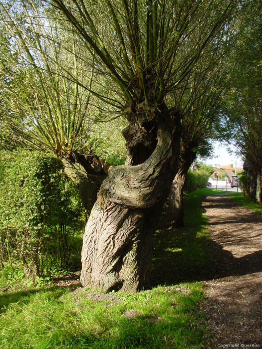 Dreef met knotwilgen (te Oostkerke) DAMME foto 