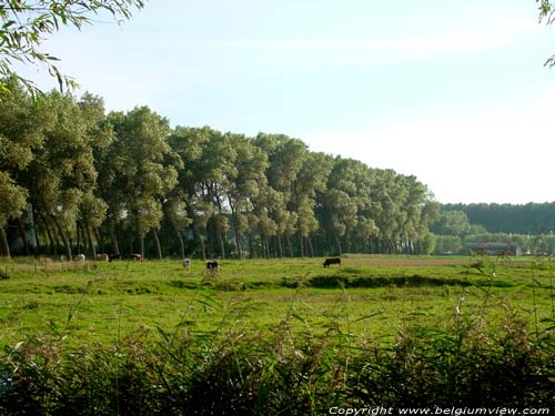 Landschap DAMME foto 