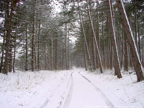 Winter forrest MATAGNE-LA-PETITE in DOISCHE / BELGIUM 