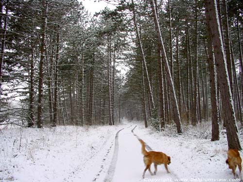 Winters bos MATAGNE-LA-PETITE in DOISCHE / BELGI Ik kon het niet laten om ook de honden Belle en Bo even te tonen...