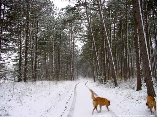 Winters bos MATAGNE-LA-PETITE / DOISCHE foto Ik kon het niet laten om ook de honden Belle en Bo even te tonen...