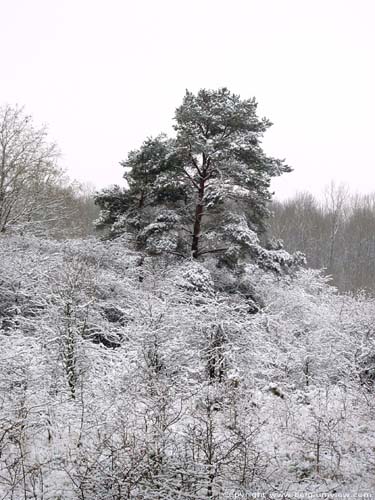 Hoge winterse spar MATAGNE-LA-PETITE in DOISCHE / BELGI 