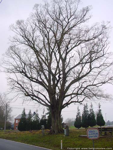 Linden tree with chapel DAILLY in COUVIN / BELGIUM 